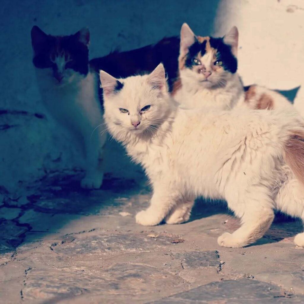 Witches