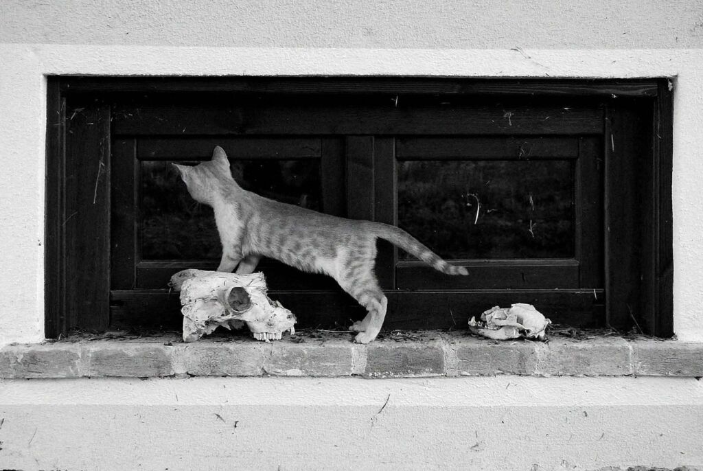 Window